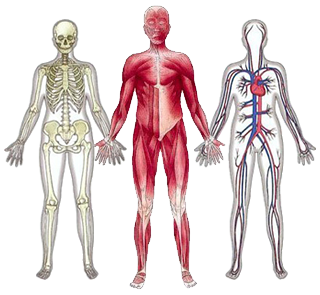 anatomie 